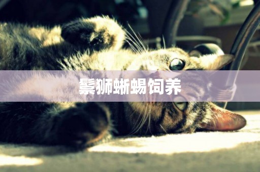 鬃獅蜥蜴飼養