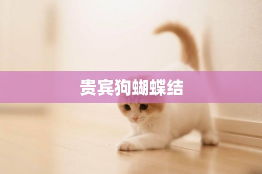 貴賓狗蝴蝶結