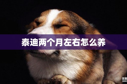 泰迪兩個月左右怎么養