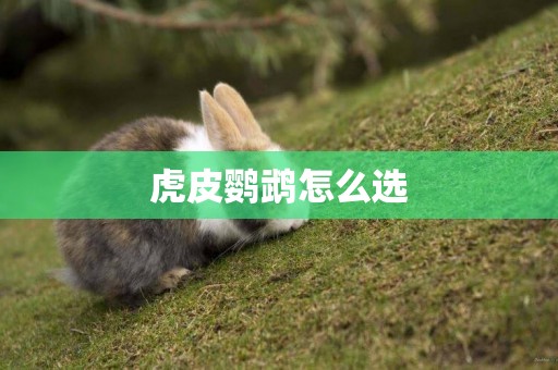 虎皮鸚鵡怎么選