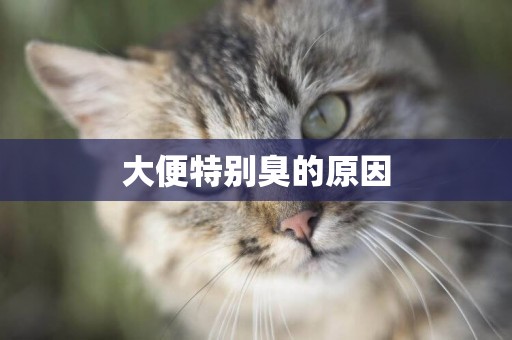 大便特別臭的原因
