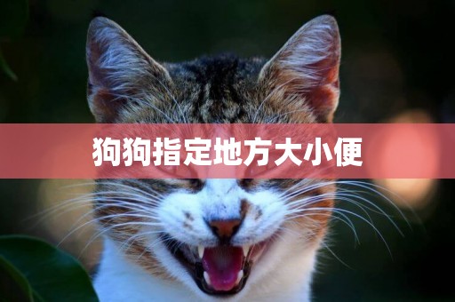 狗狗指定地方大小便