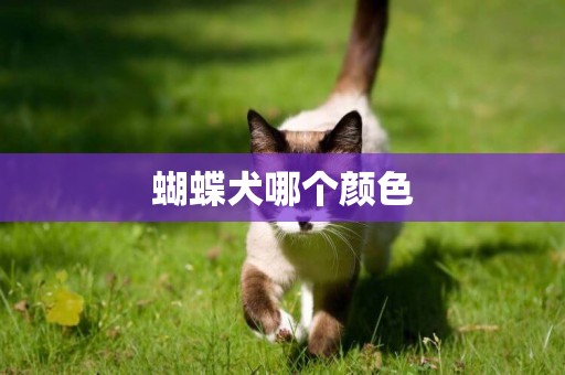 蝴蝶犬哪個顏色