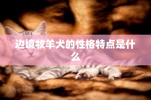 邊境牧羊犬的性格特點是什么