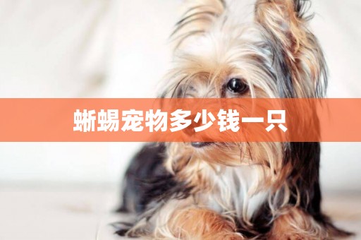 蜥蜴寵物多少錢一只