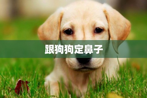 跟狗狗定鼻子