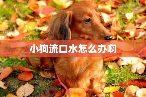 小狗流口水怎么辦啊