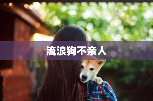 流浪狗不親人
