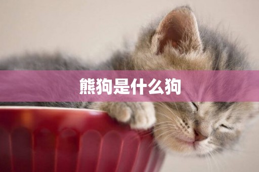 熊狗是什么狗
