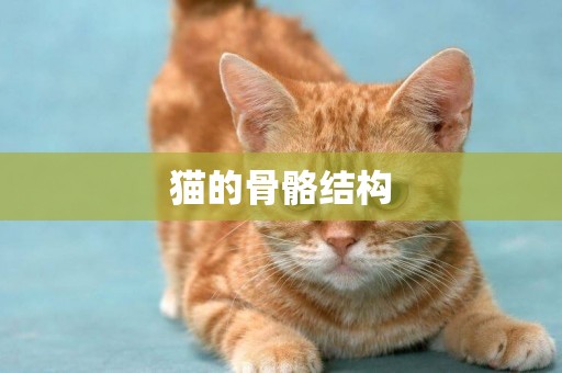 貓的骨骼結構
