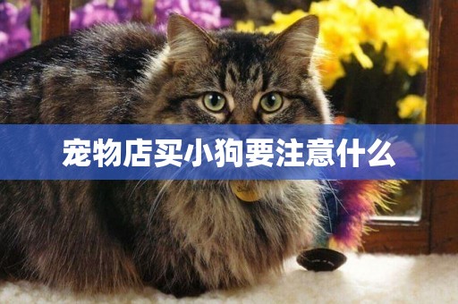 寵物店買小狗要注意什么