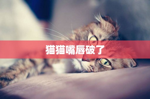 貓貓嘴唇破了