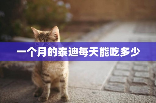 一個月的泰迪每天能吃多少