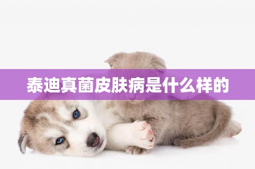 泰迪真菌皮膚病是什么樣的
