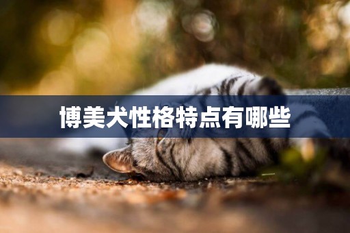 博美犬性格特點有哪些