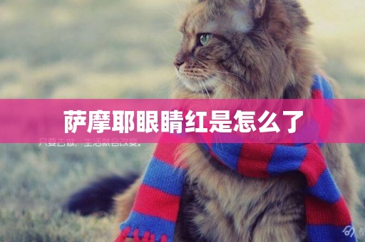 薩摩耶眼睛紅是怎么了