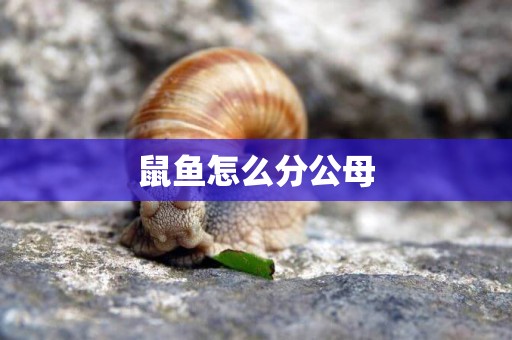 鼠魚怎么分公母