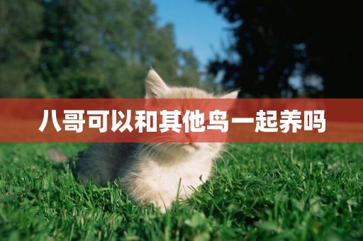 八哥可以和其他鳥一起養嗎