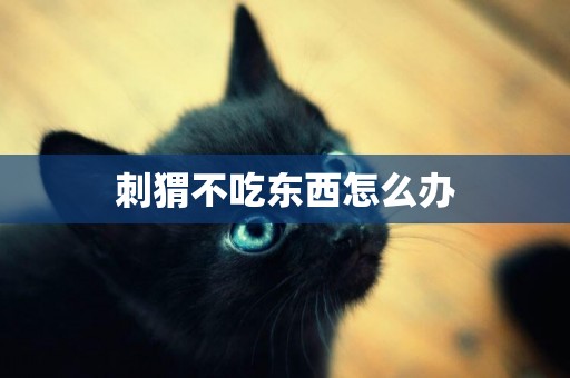 刺猬不吃東西怎么辦