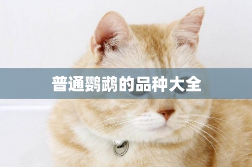 普通鸚鵡的品種大全