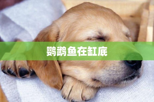 鸚鵡魚在缸底