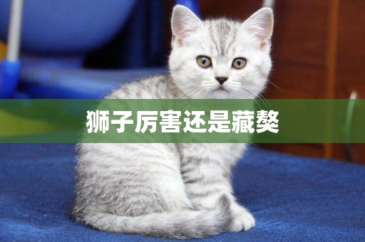 獅子厲害還是藏獒