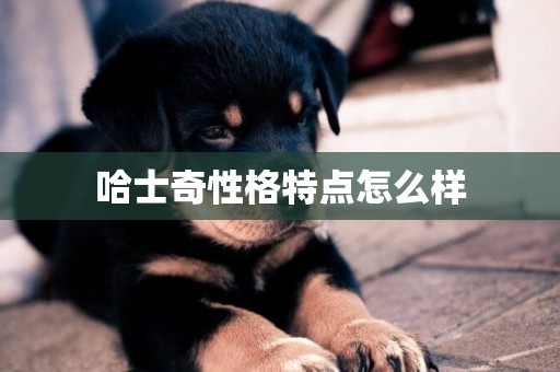哈士奇性格特點怎么樣
