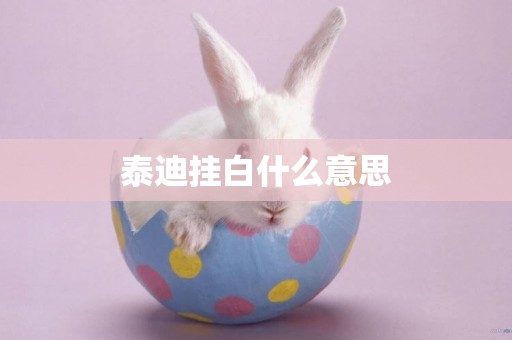 泰迪掛白什么意思