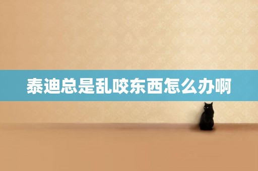 泰迪總是亂咬東西怎么辦啊
