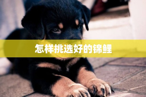 怎樣挑選好的錦鯉