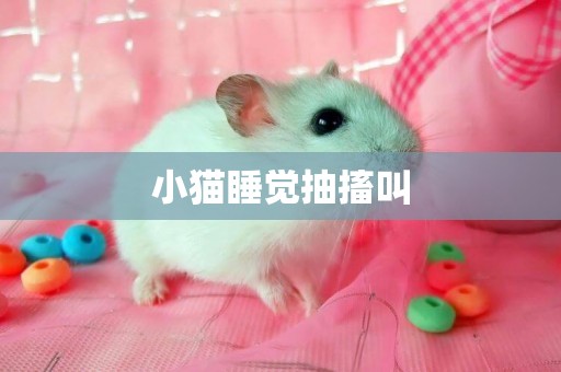 小貓睡覺抽搐叫