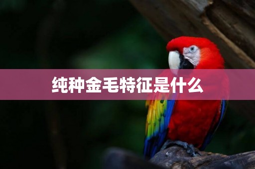 純種金毛特征是什么