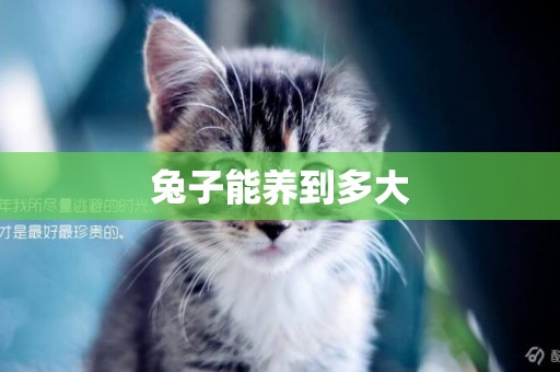 兔子能養到多大