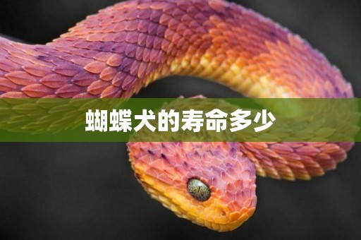 蝴蝶犬的壽命多少