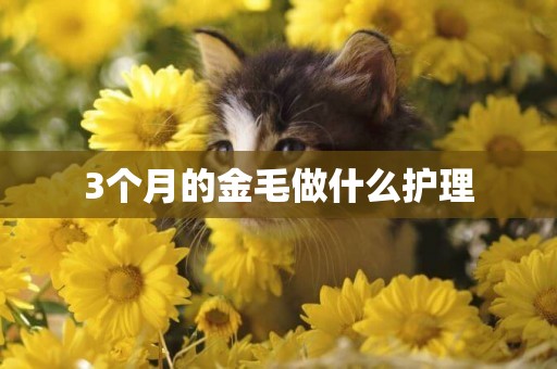 3個月的金毛做什么護理