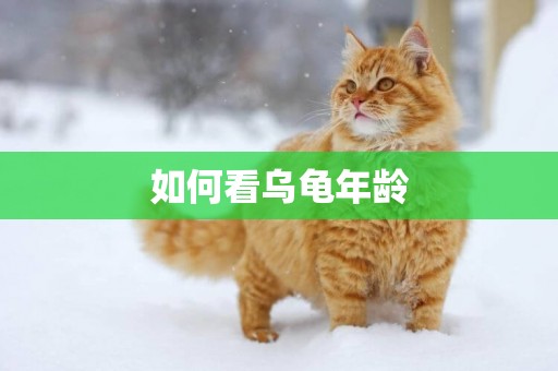 如何看烏龜年齡