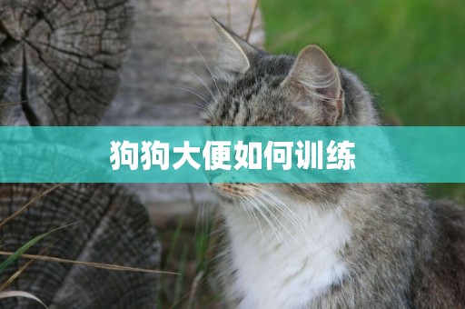 狗狗大便如何訓練