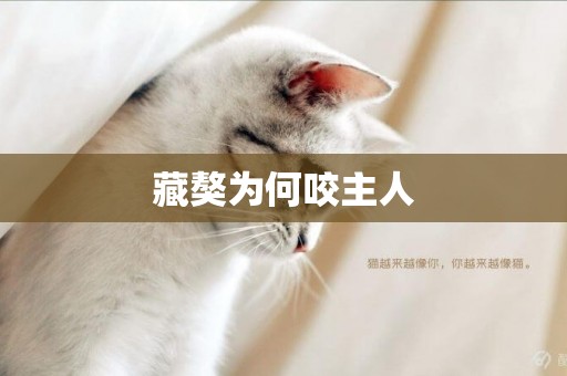 藏獒為何咬主人