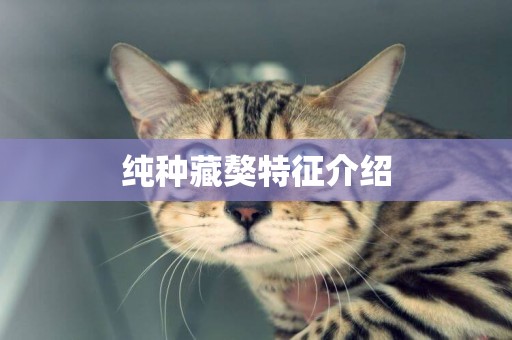 純種藏獒特征介紹