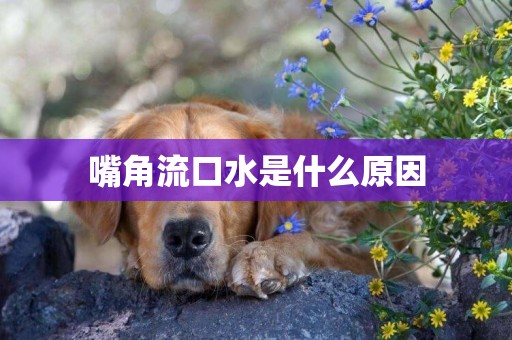 嘴角流口水是什么原因