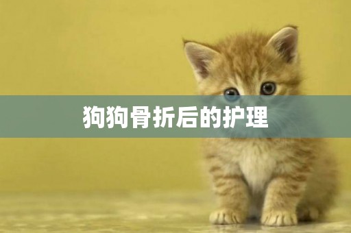 狗狗骨折后的護理