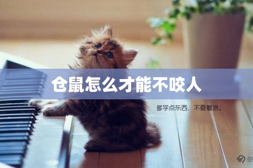 倉鼠怎么才能不咬人