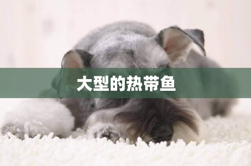 大型的熱帶魚