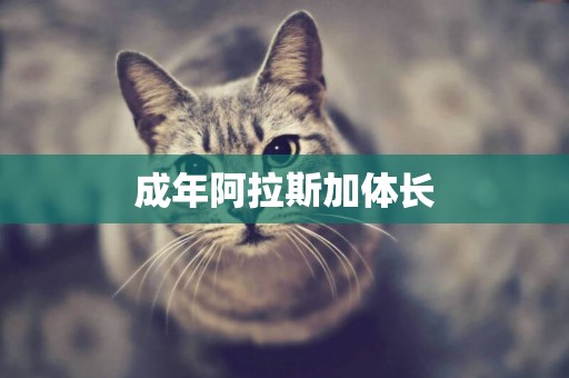 成年阿拉斯加體長
