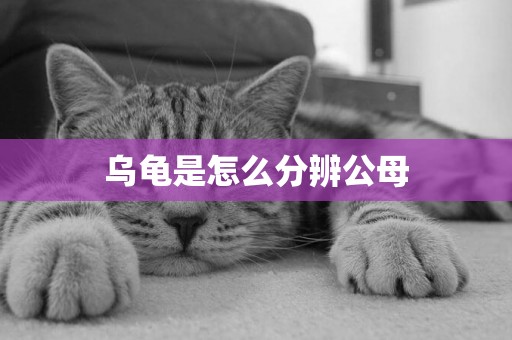 烏龜是怎么分辨公母