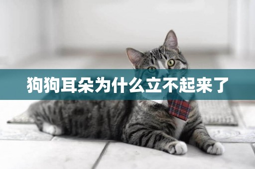 狗狗耳朵為什么立不起來了