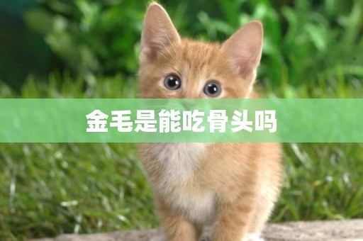金毛是能吃骨頭嗎