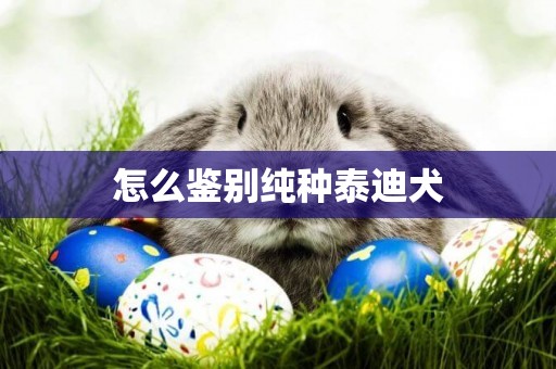 怎么鑒別純種泰迪犬