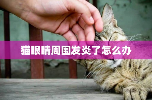 貓眼睛周圍發炎了怎么辦