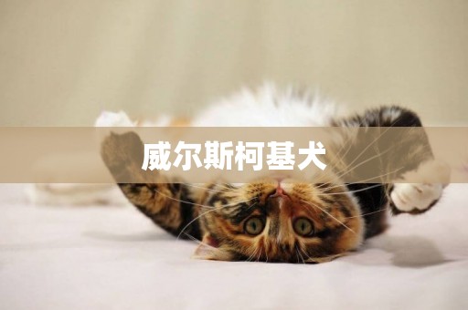 威爾斯柯基犬